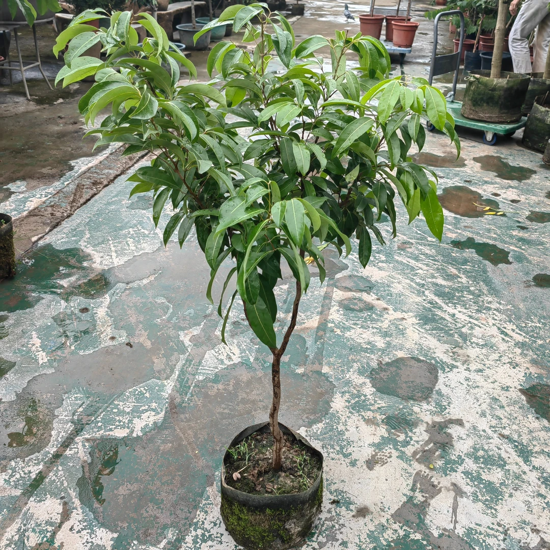 冰荔荔枝树冰荔枝树苗嫁接树南方盆栽地栽种植