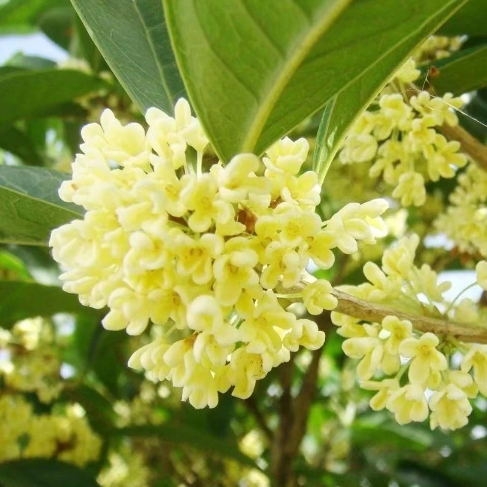 桂花树盆栽四季浓香型黄色花常绿盆栽地栽阳台庭院种植