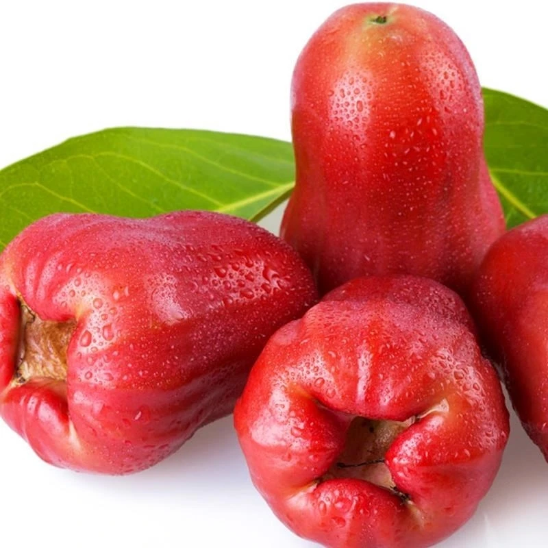 莲雾果树嫁接黑金刚莲雾果树五年苗多年生南方盆栽地栽庭院种植