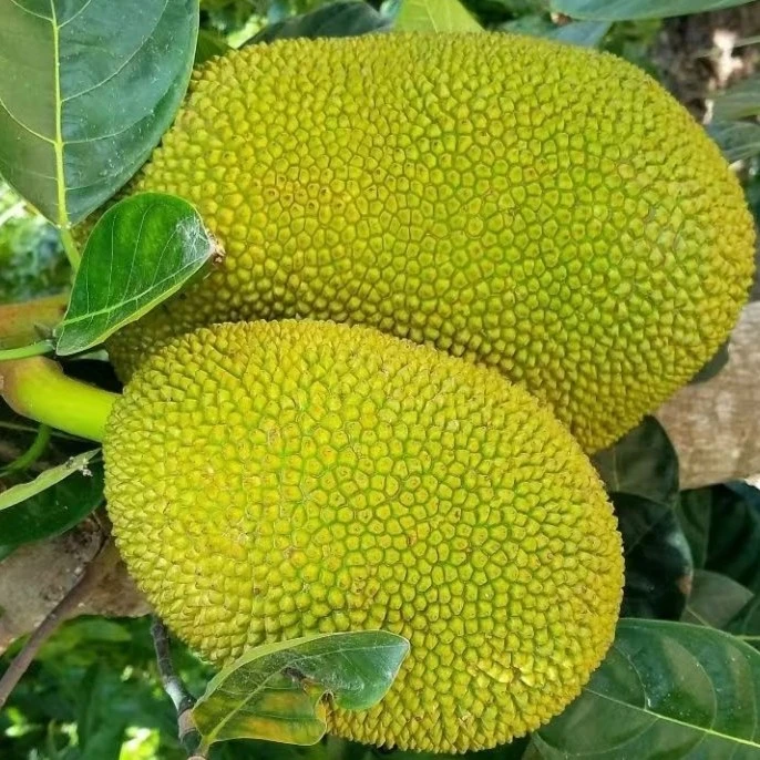 菠萝蜜果树嫁接马来一号黄肉干苞菠萝蜜五年苗南方盆栽地栽庭院
