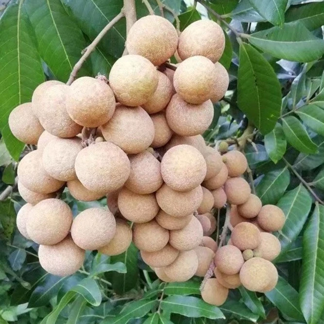 四季脆肉龙眼树嫁接树南方盆栽地栽庭院种植