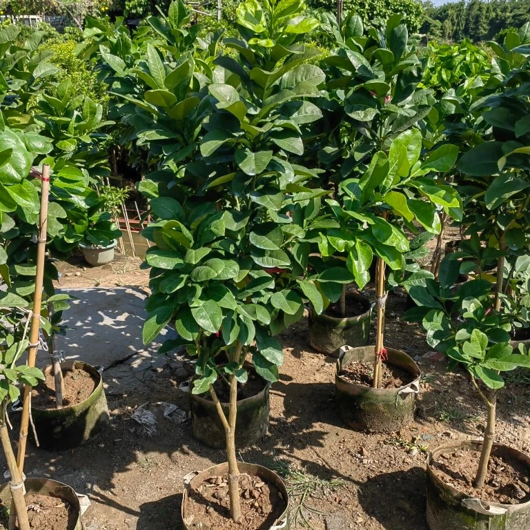 红肉蜜柚树嫁接果树苗常绿南方阳台庭院盆栽地栽观果植物
