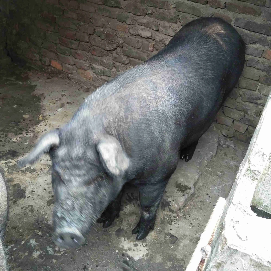 张小牛自家散养黑猪排骨