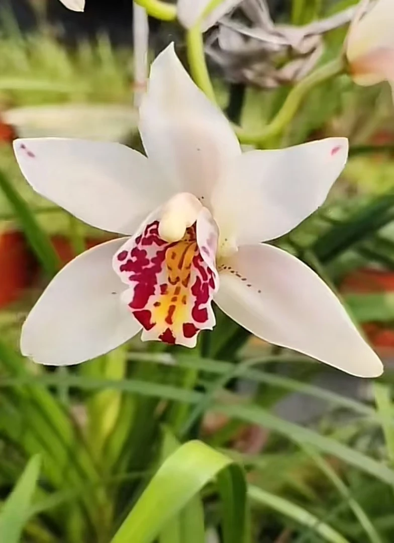 桑德兰室内绿植盆栽花卉