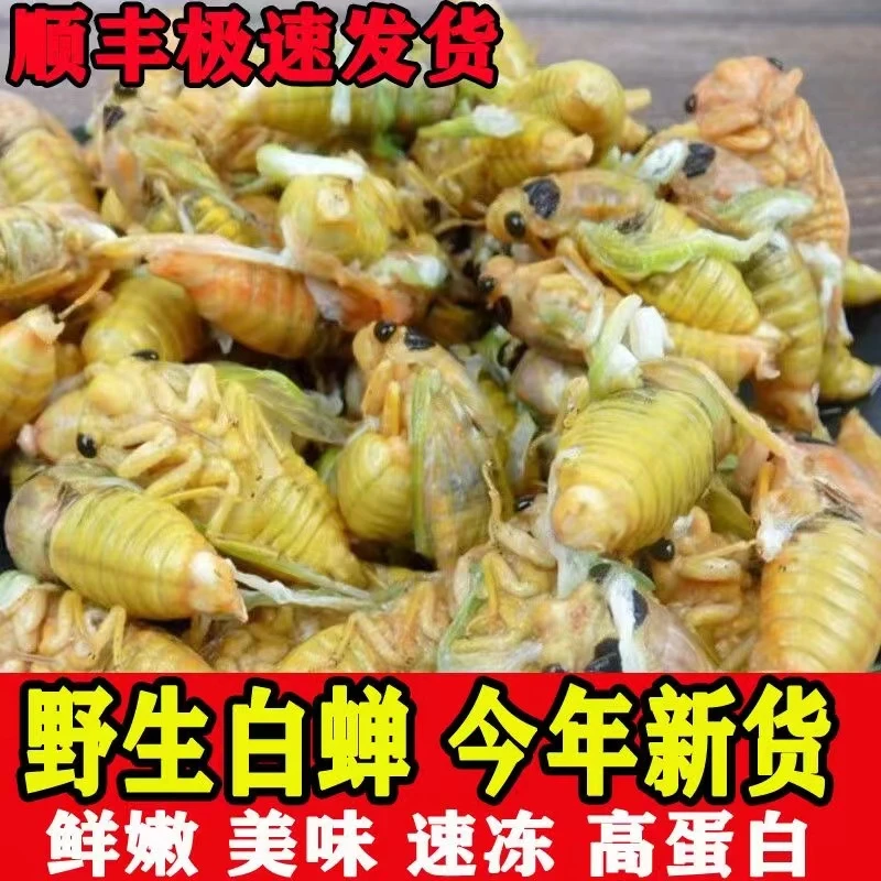 【野生脱壳白蝉】高山现抓现发知了猴高蛋白金蝉【顺丰鲜活速冻发货】
