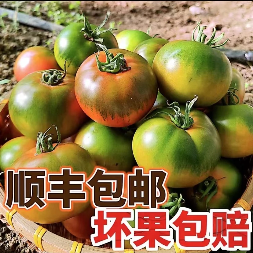 顺丰包邮5斤碱地露天铁皮柿子生吃水果天然草莓番茄绿腚自然成熟