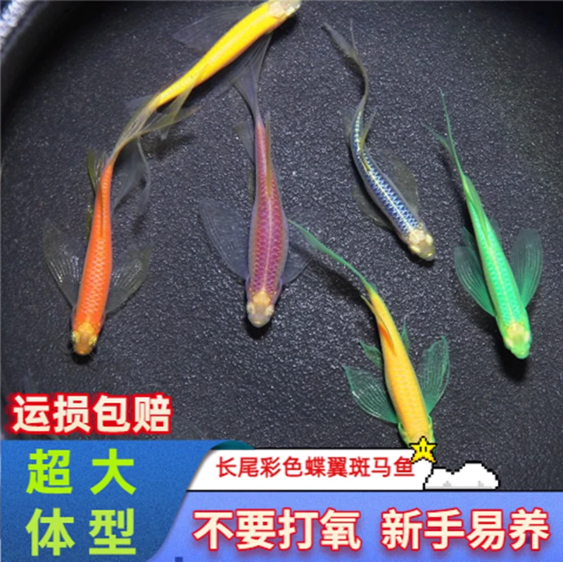 蝶翼斑马鱼长鳍小型热带鱼观赏鱼灯科耐养翡翠龙凤彩色大帆淡水鱼