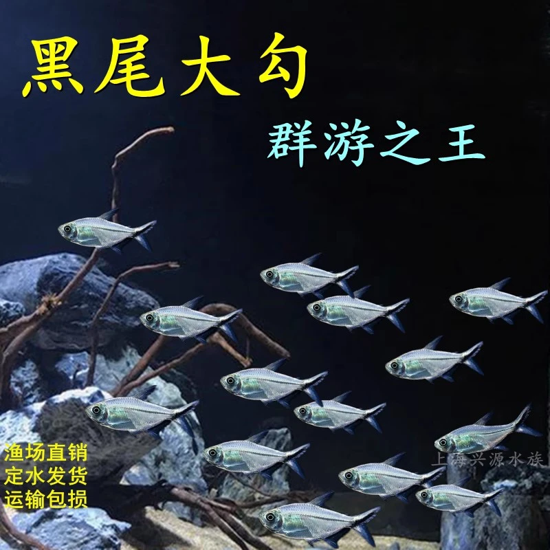 黑尾大勾鱼群游鱼草缸小型热带鱼活体扯旗鱼观赏鱼红绿灯包邮