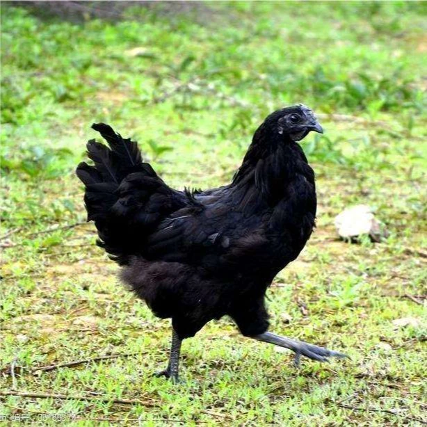 【宇多】四川万源旧院黑鸡冰鲜整只母鸡2-2.5斤