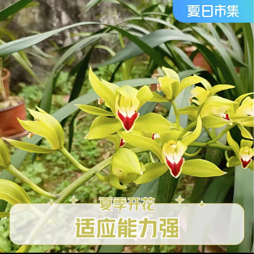 云南人工培育虎头兰花香花期长蕙兰香兰养植