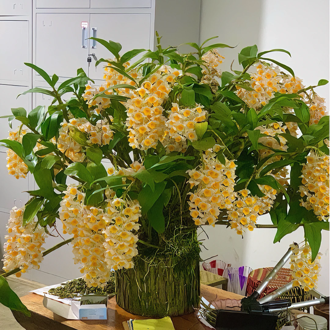 云南石斛花卉球花花卉各种石斛花卉盆栽一物一拍开花名品娇艳