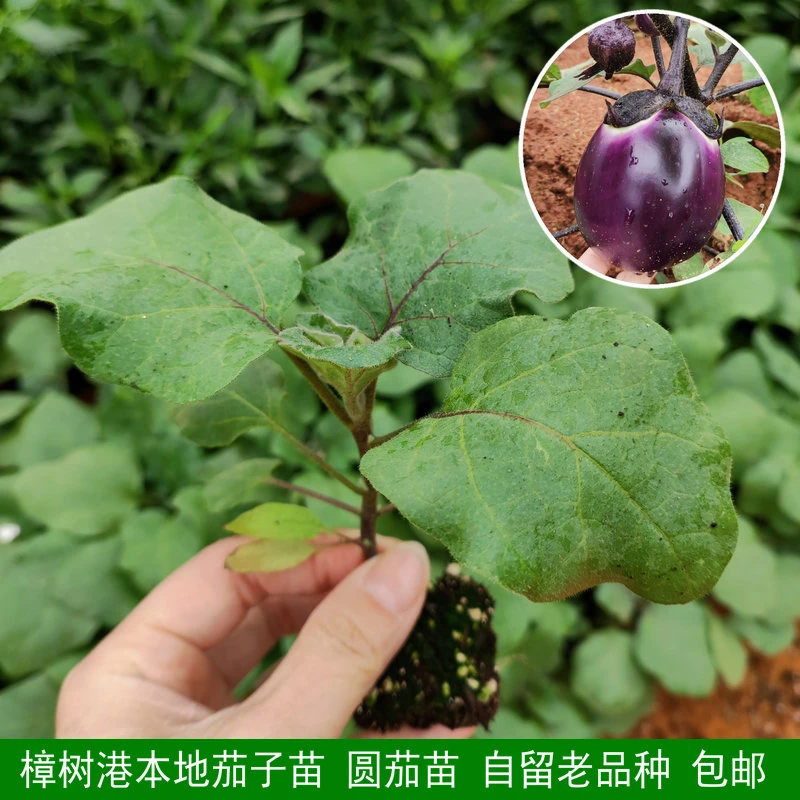 樟树港本地茄子苗 湖南老品种圆茄苗 地栽 盆栽 茄子苗