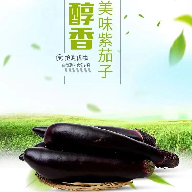 紫茄子紫库茄子（可代发）