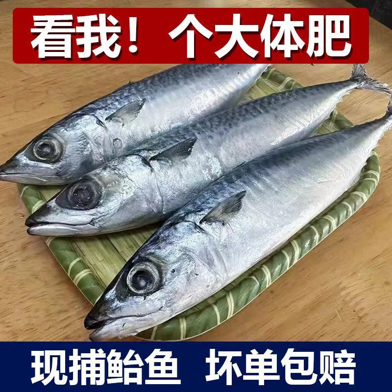 连云港发货 新鲜鲐鲅鱼青花鱼整条鲐鱼5斤装