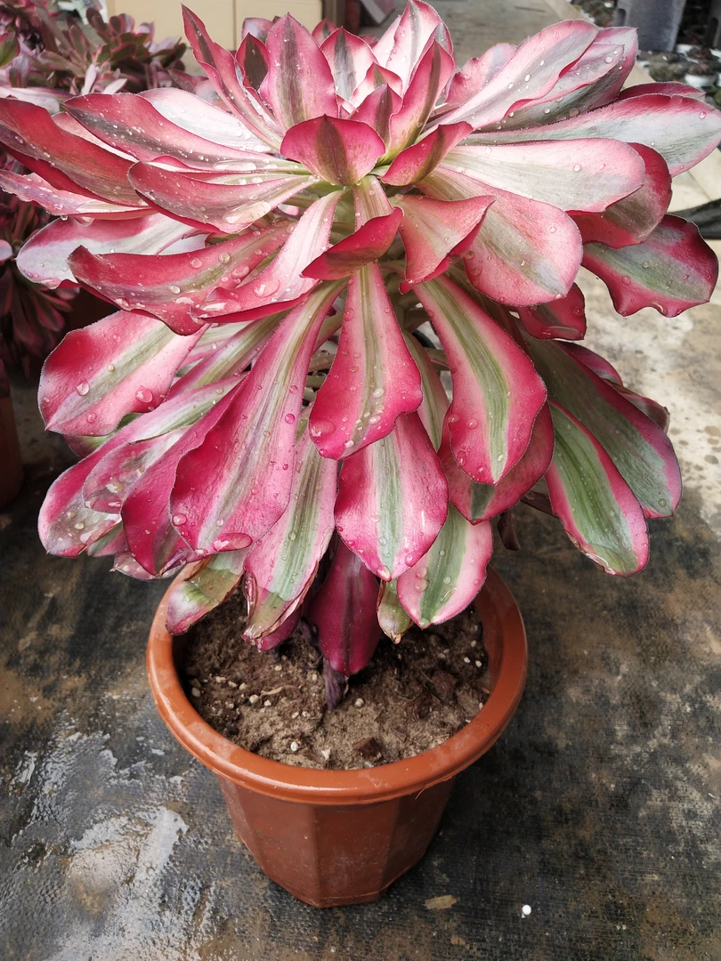 多肉法师锦植物，新品法师锦