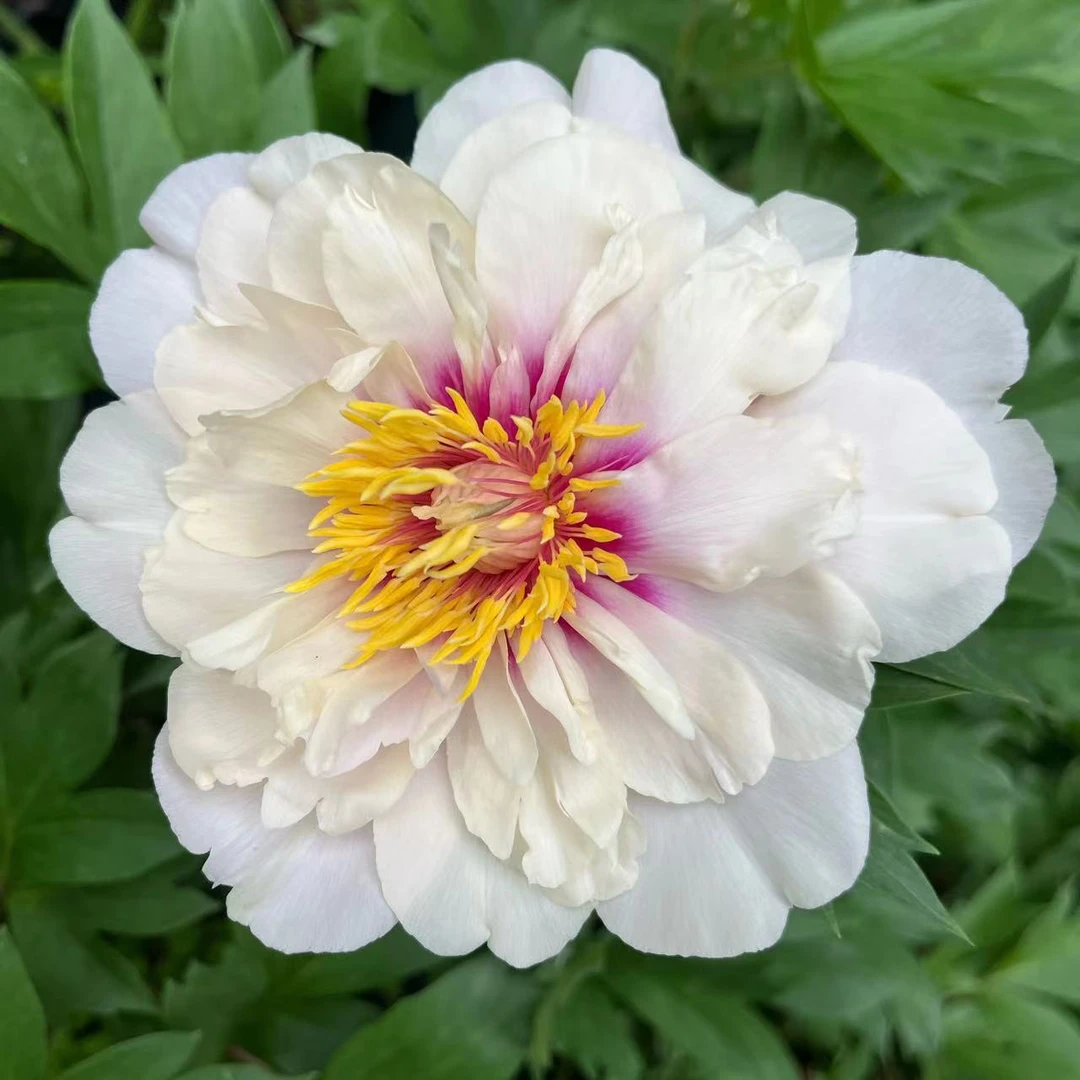 花香门第 进口芍药根块 雪纺冻糕 珊瑚落日带芽发货  颜色对版