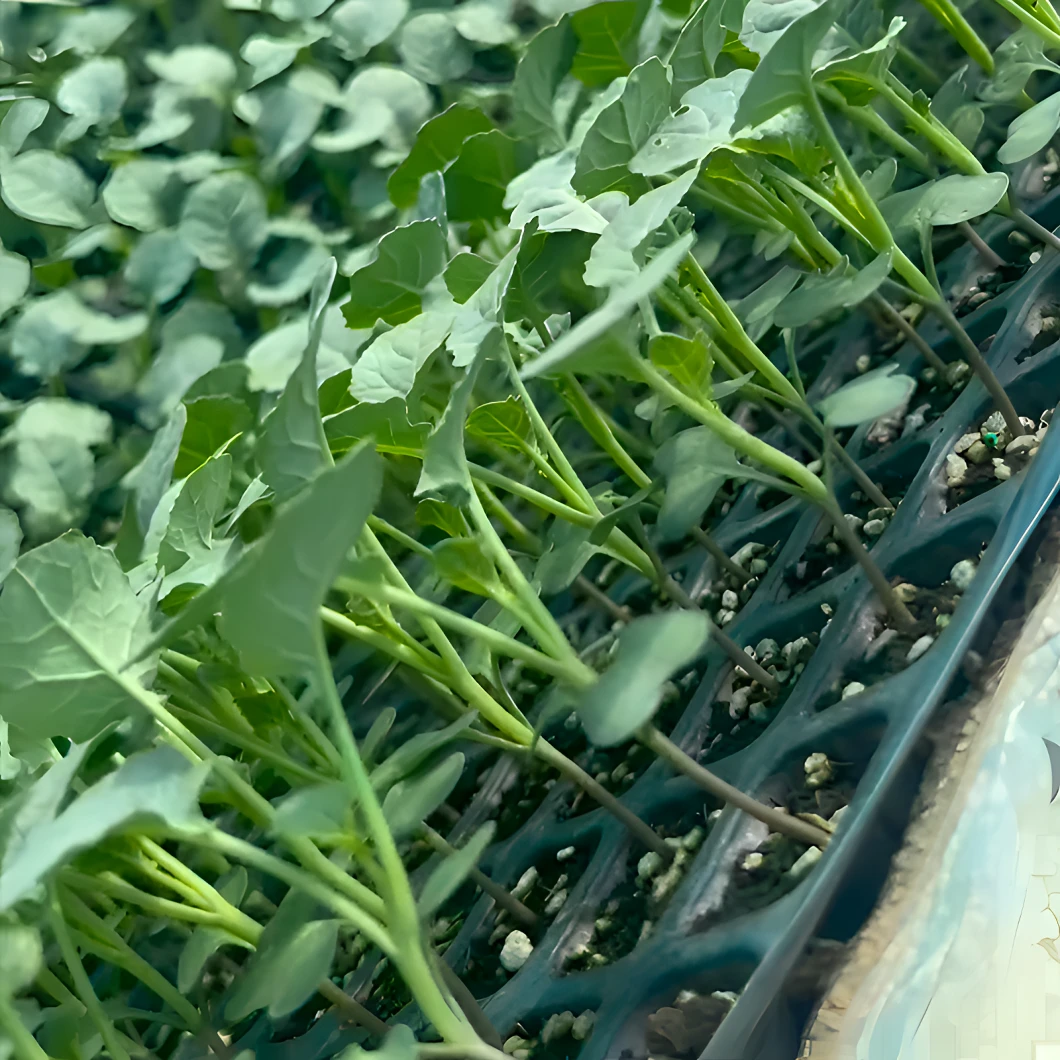 西兰花苗青花苗新鲜种植发芽发货生长混合基地庭院根系移栽