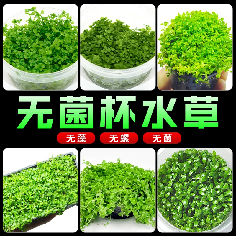 鱼缸水草植物前景爬地矮珍珠无菌杯日本珍珠趴地迷你水草新手水草