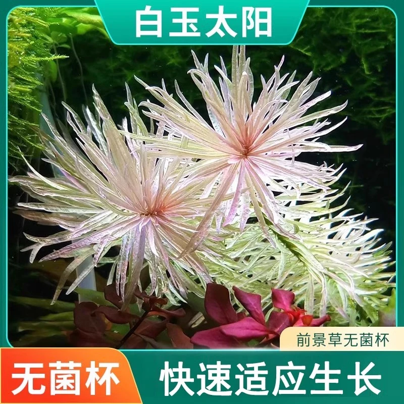 白玉太阳无菌水草杯鱼缸水草植物真草造景阴性牛毛水草前景水草