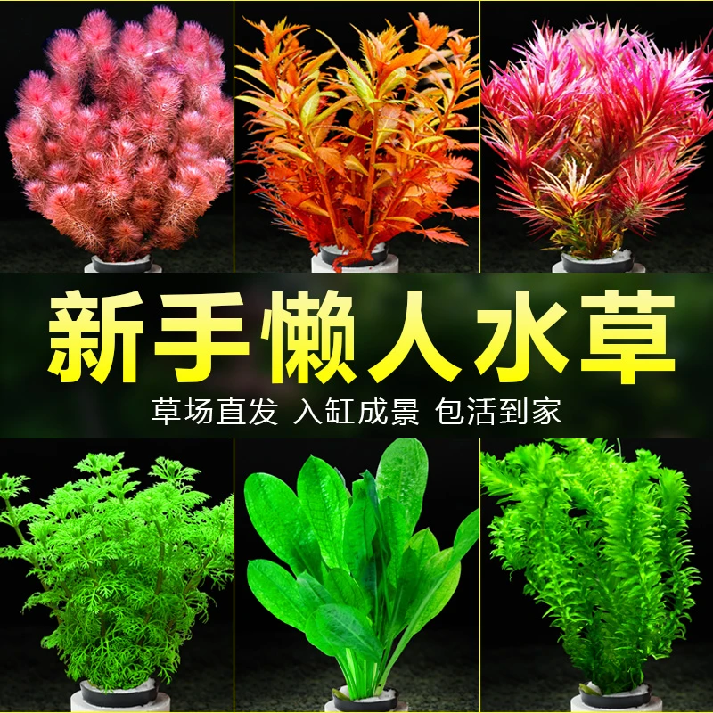 水草植物鱼缸造景套餐阴性活体真水榕沉木无土增氧绿菊好养蜈蚣草