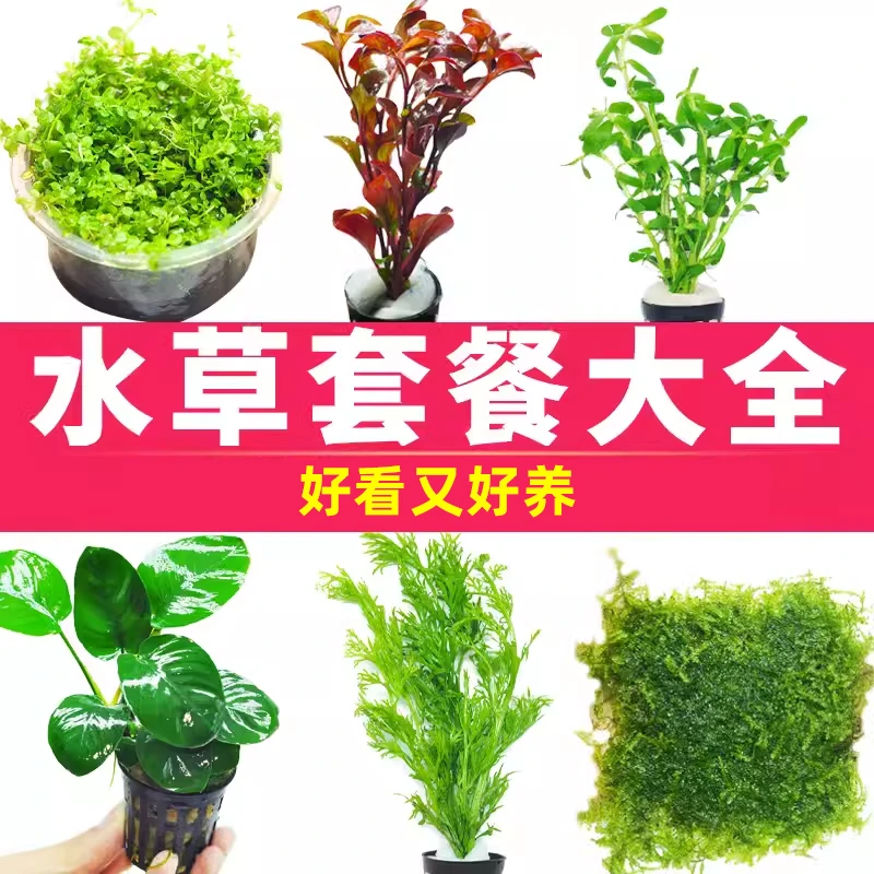 水草套餐阴性莫斯绿菊蜈蚣鱼缸造景淡水植物活体趴地矮珍珠增氧草