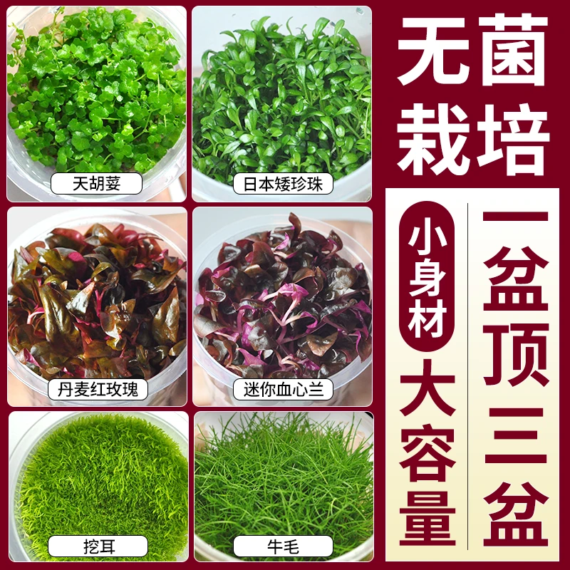 前景水草植物无菌杯趴地矮珍珠迷你牛毛血心兰挖耳天胡荽鱼缸造景