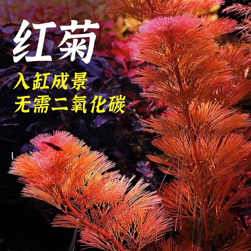 红菊绿菊水草鱼缸造景养鱼淡水高品质增氧植物阴性后景草净水种植
