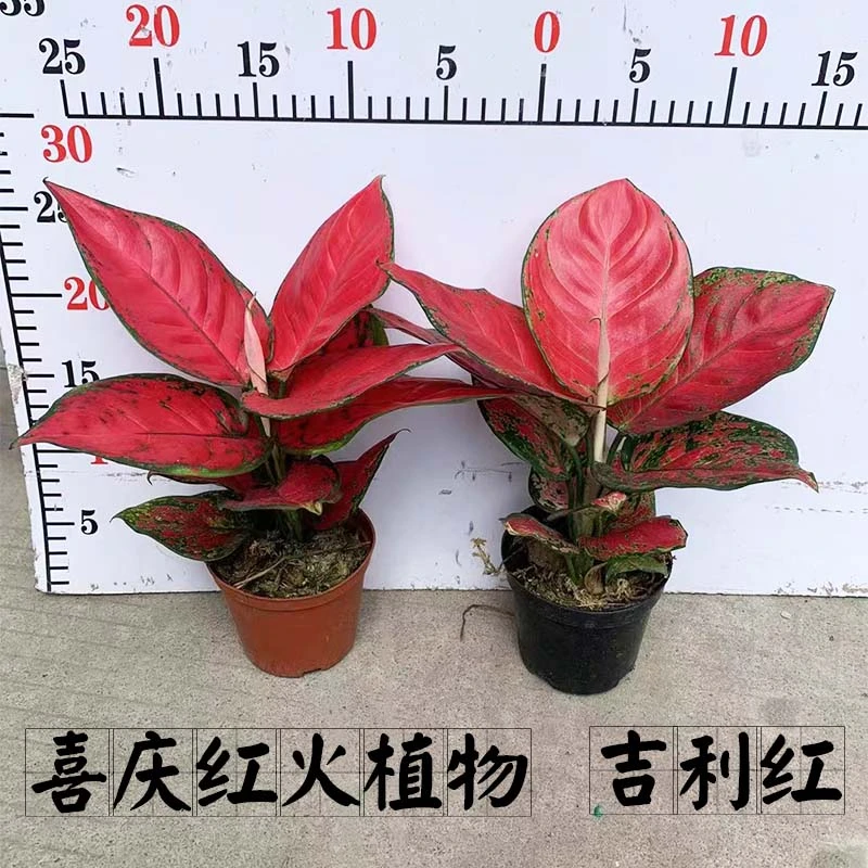 室内耐摆好养喜庆红火植物吉利红小盆栽粗肋草如意小绿植花卉苗木