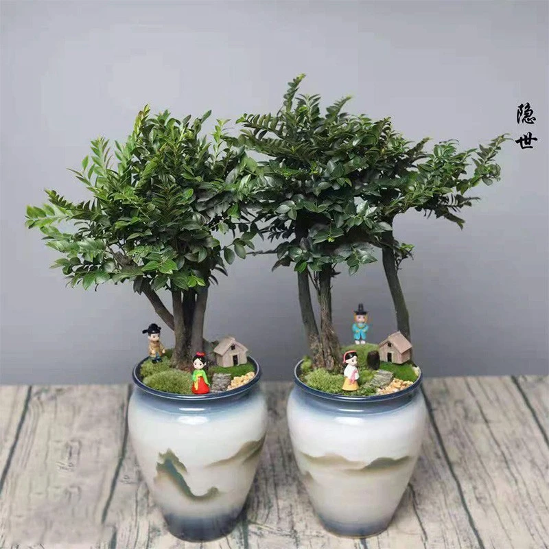 名贵花卉盆景小叶紫檀 室内常绿植物黑骨茶树苗 室外阳台耐热树木