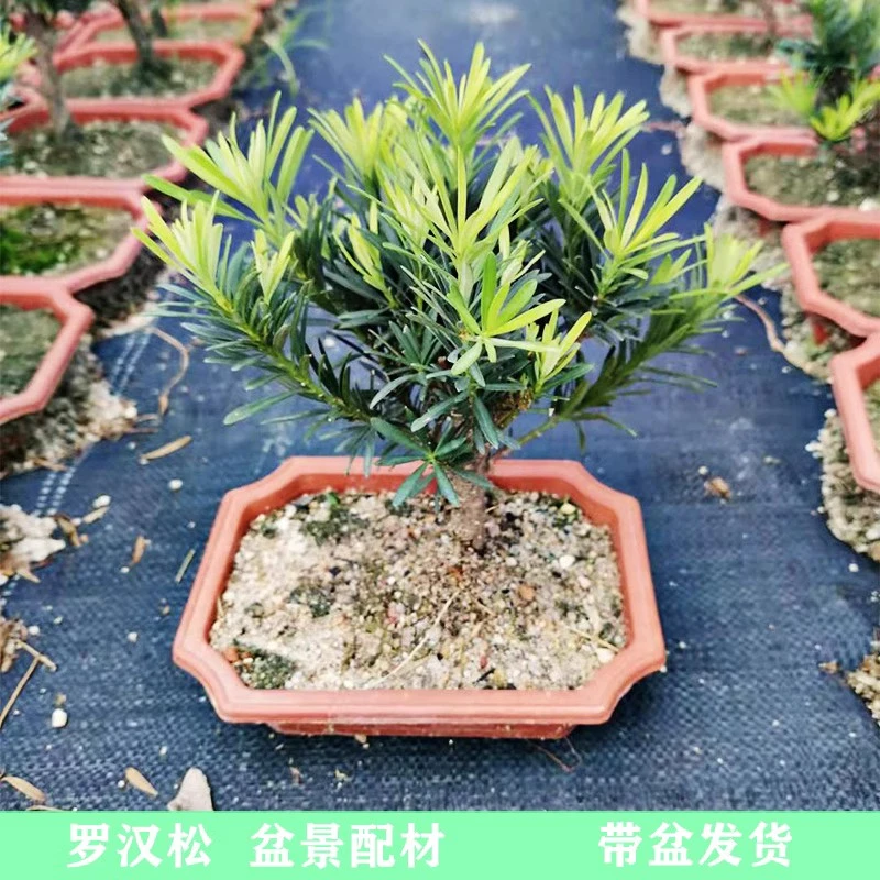 老桩发货盆景小树苗阳台花园庭院绿化工程苗木四季常青迎客松