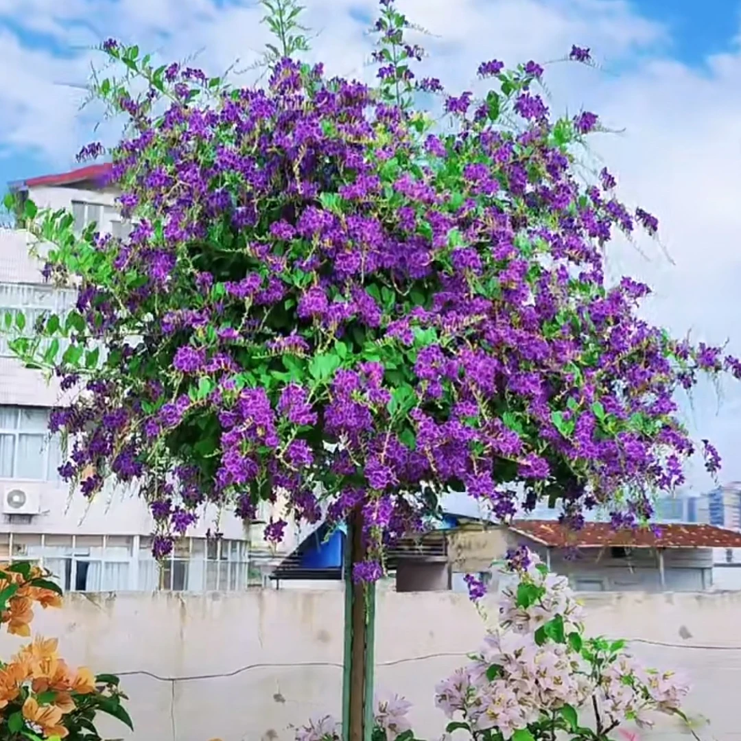 蕾丝金露  巧克力  多年生木本植物 开花自带巧克力香