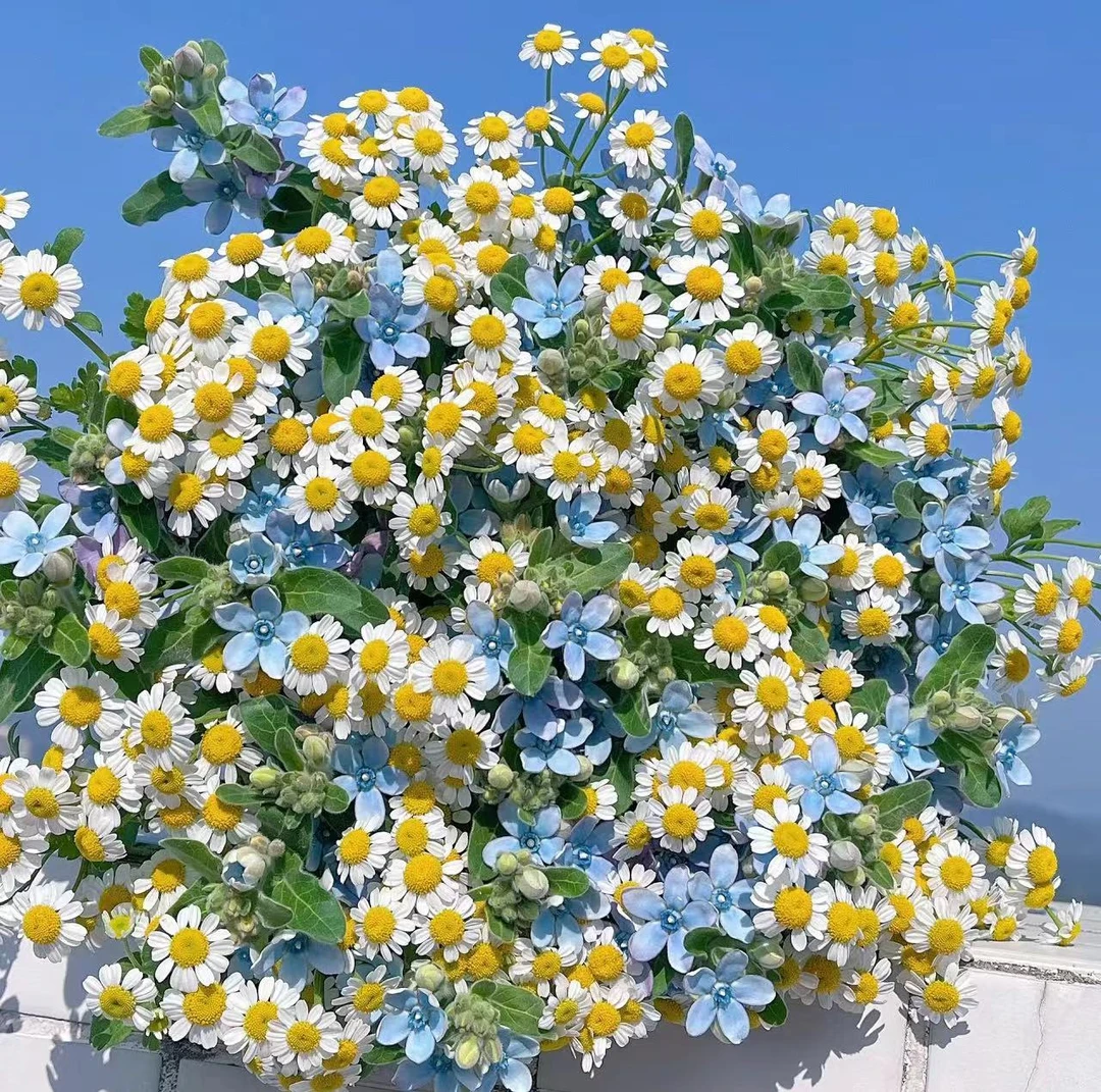 蓝星花1扎+洋甘菊1扎  全场冷链包邮  (损耗10%以内不售后）