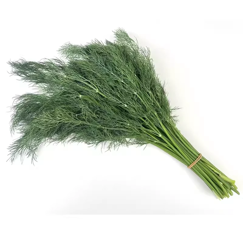新鲜莳萝草 食用泰国香料菜刁草土茴香酒店摆盘西餐调料蔬菜