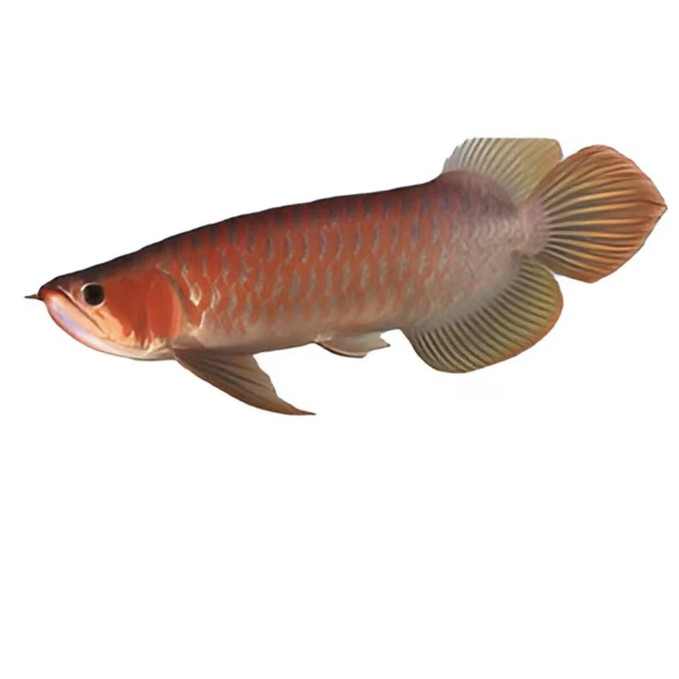 印尼红龙，包损包邮