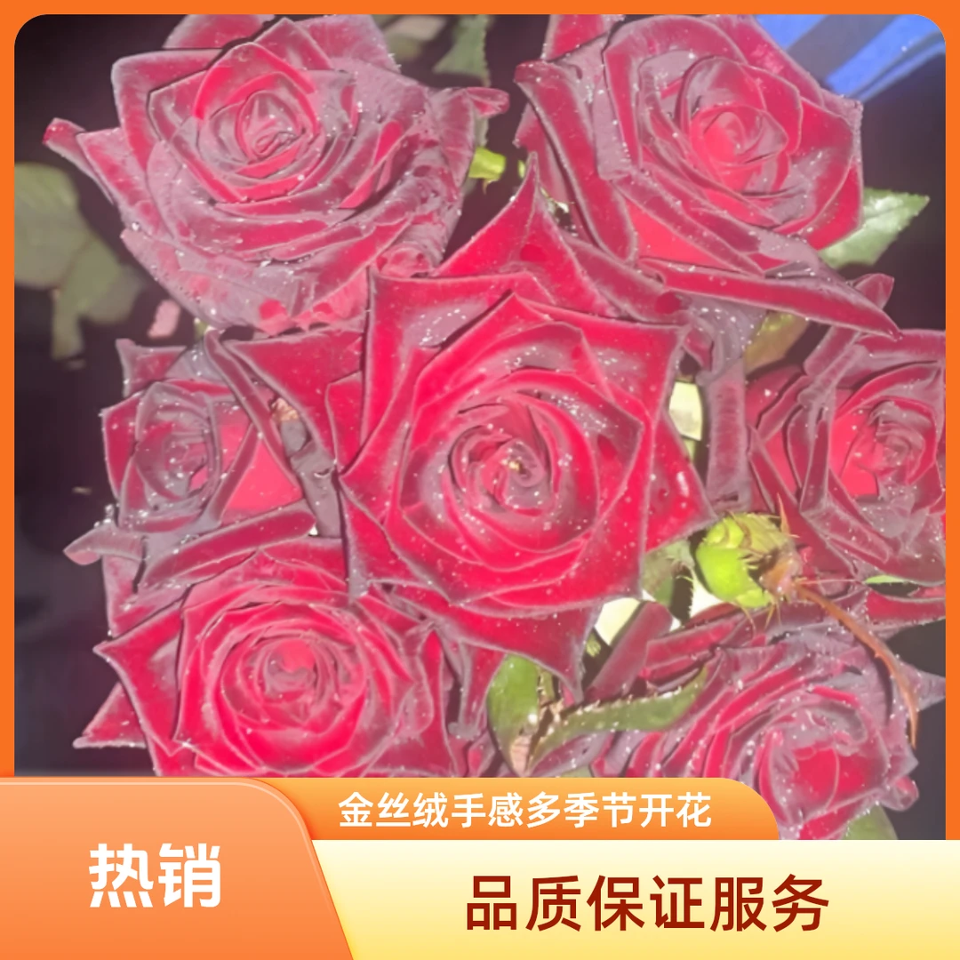 树桩棒棒糖月季月季花树庭院种植基地原土发货不修剪（一物一拍）