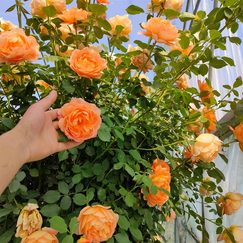 夏洛特夫人月季爬藤蔷薇花苗藤本爬墙玫瑰大花卉四季植物植物