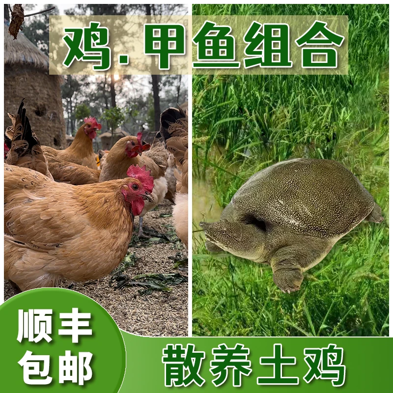 【1只鸡1只甲鱼】雨农1年以上散养山林青脚麻黄公鸡母鸡炖汤鲜美