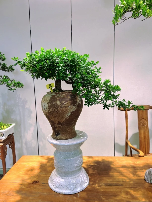 年工悬崖四季揽叶栀子花