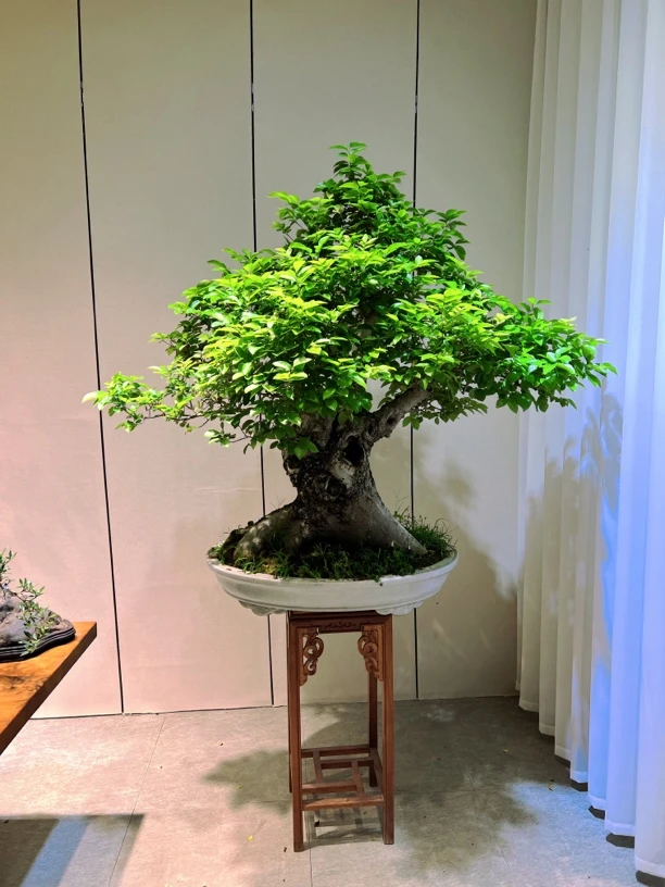 黄金朴树(又名相思树