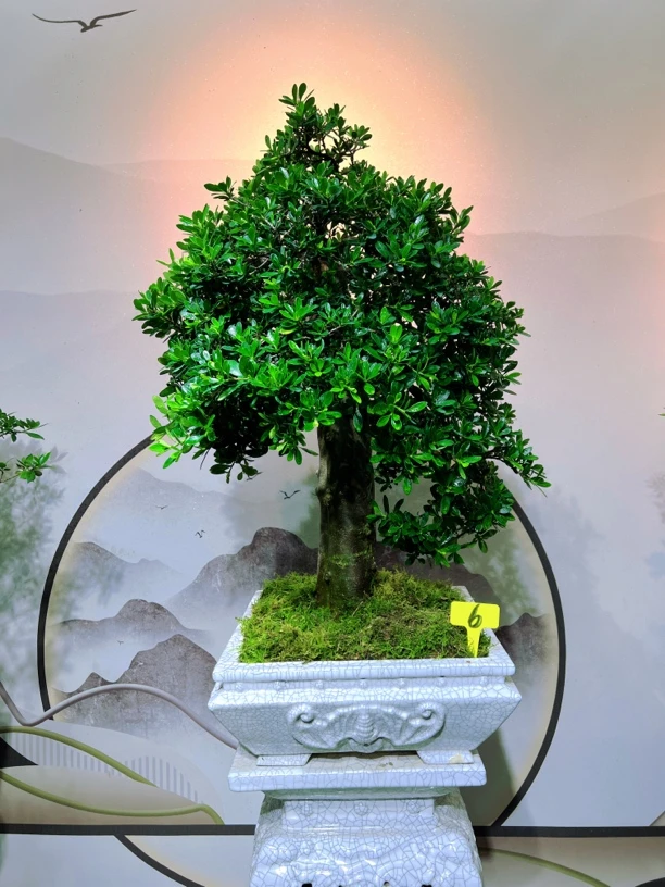 《阿诚盆景》2号一物一拍改价链接，实物以直播间为准。