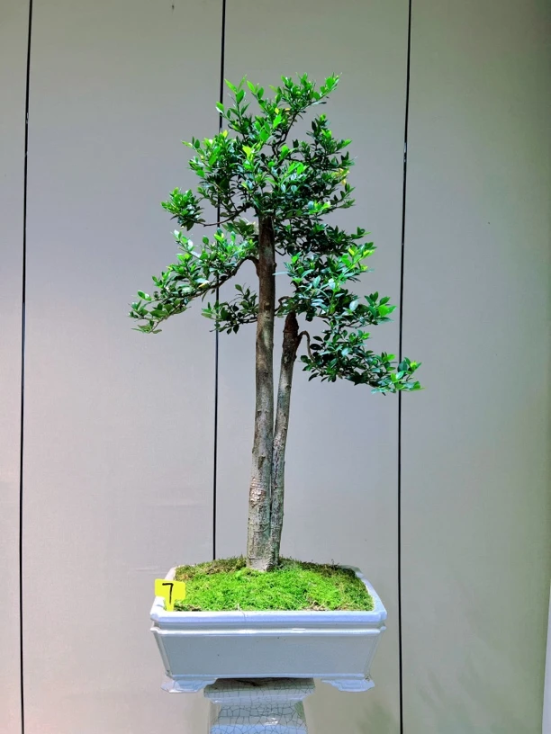 文人四季揽叶栀子花