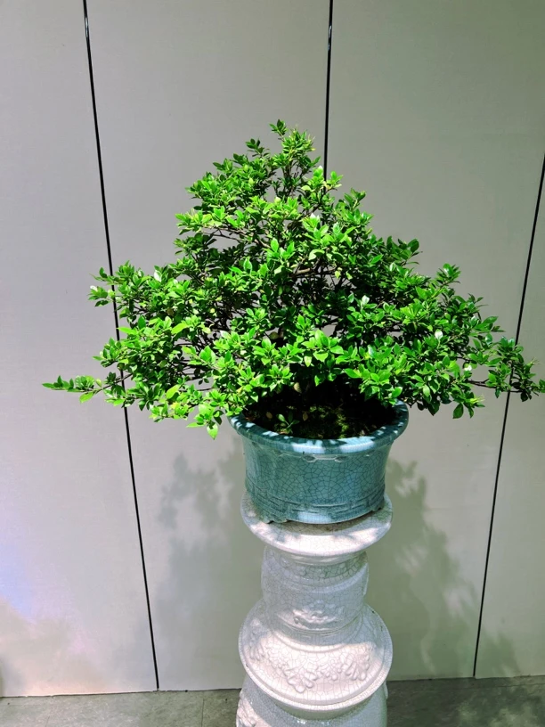 矮霸蘑菇顶四季揽叶栀子花