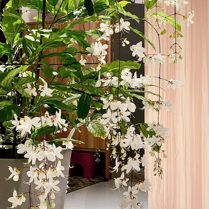 爱优尚【垂丝茉莉】小号带花苞盆栽室内阳台花卉四季开花垂吊植物