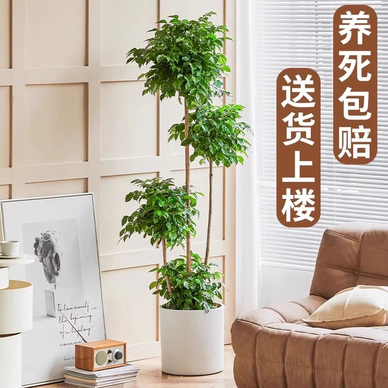 【一物一拍】幸福树老桩客厅旺宅室内大型落地植物盆栽绿植造型大件