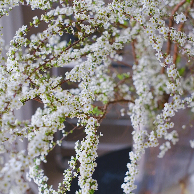 爱优尚雪柳鲜枝室内水养绿植干枝喷雪花水培植物遇水开花