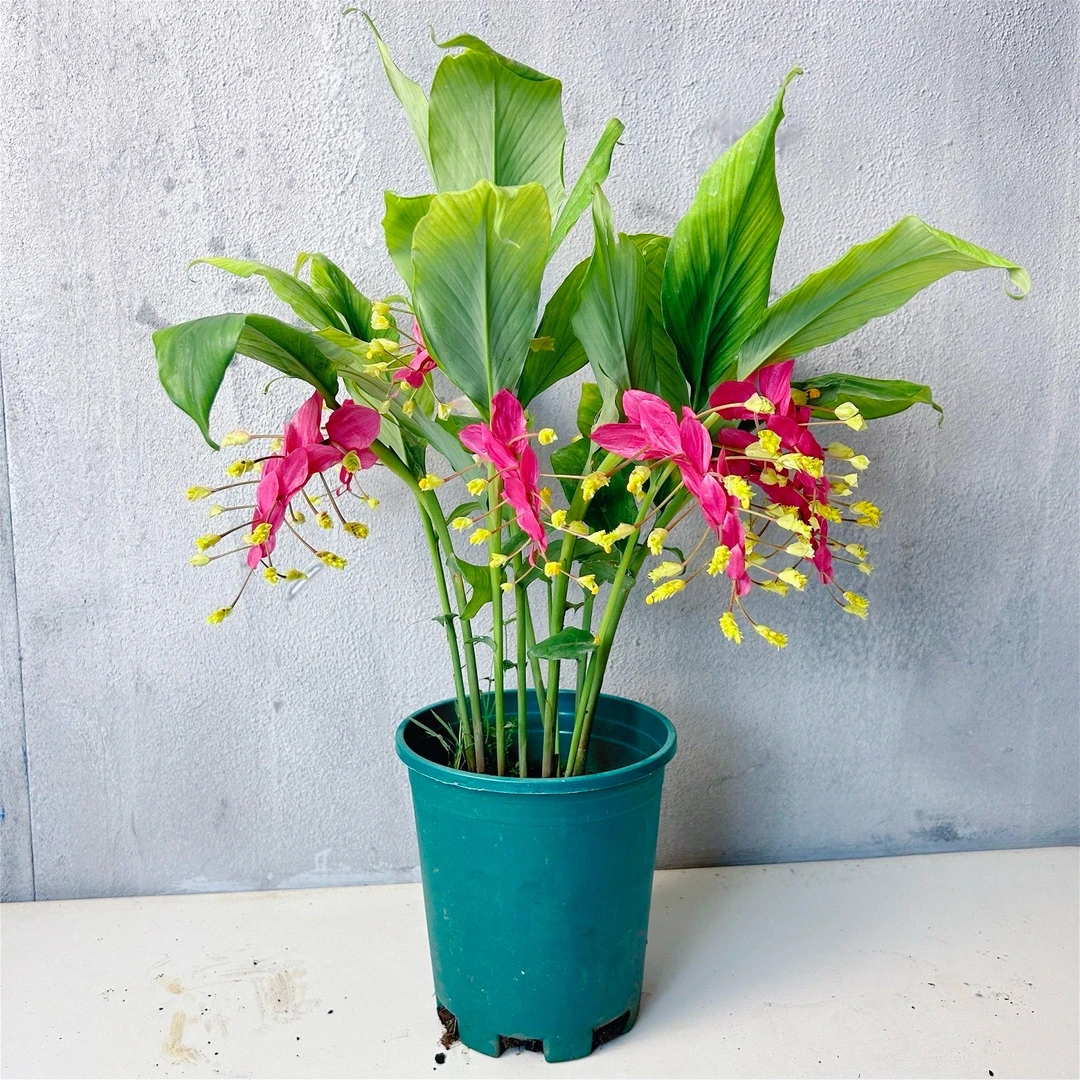 舞室内开花植物绿植花卉办公室阳台庭院花园盆栽电视柜球根植物