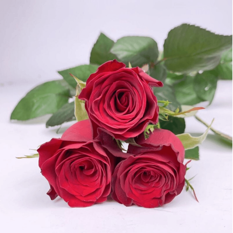 【七夕高原红玫瑰】花瓣厚实丝绒质感云南昆明鲜花直发