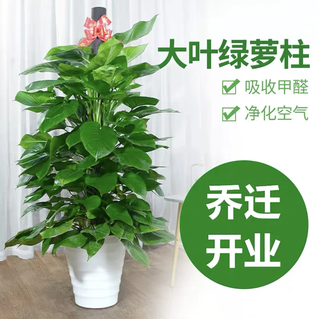 【浩云花语】1.4-1.5米巨无霸绿萝柱室内开业办公室造型懒人绿植