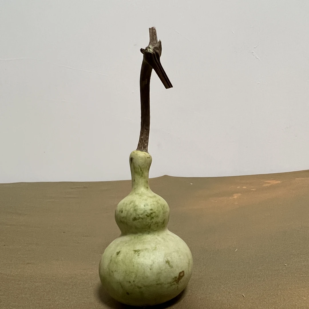 青皮八宝葫芦 种植 盘玩 摆件直播链接