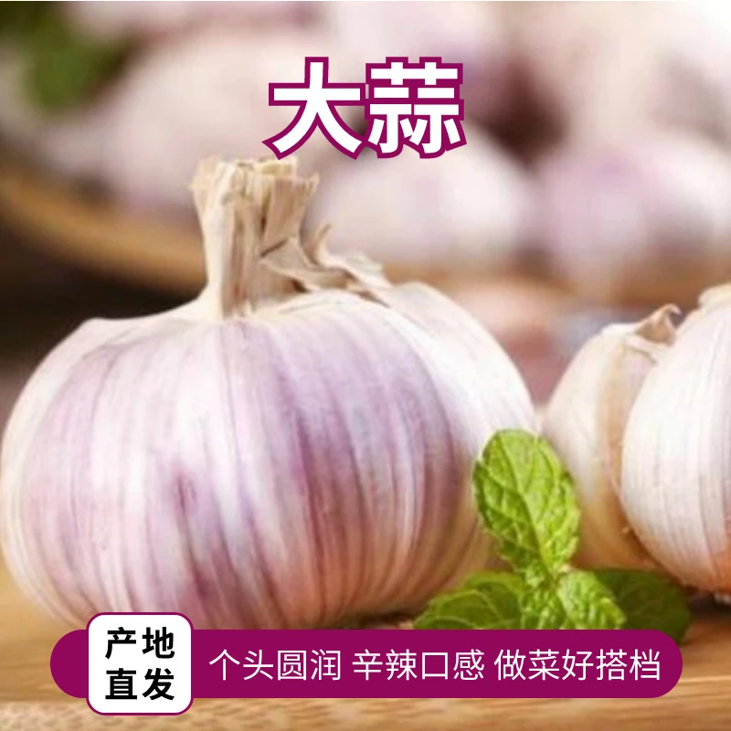 江苏徐州干蒜产地直发1斤3斤包邮现发蒜香浓郁
